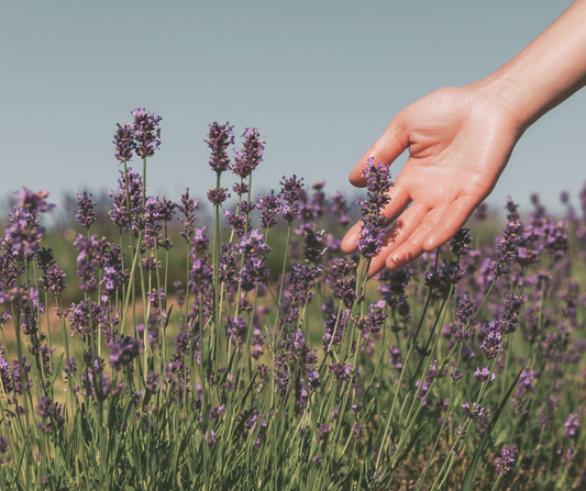 Harnessing Subtle Energy with Essential Oils: A Holistic Approach to Wellness